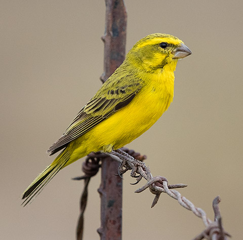 Yellow Canary male